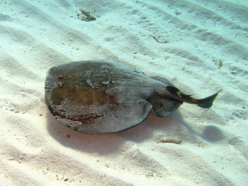 Orme sulla sabbia 1... (Torpedo marmorata)